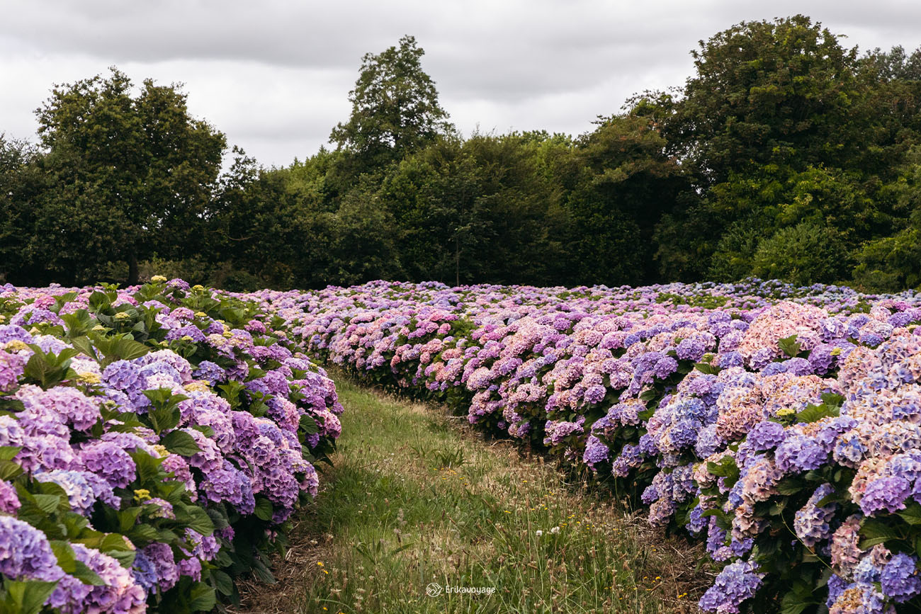 Champs d'hortensias route des falaises Paimpol