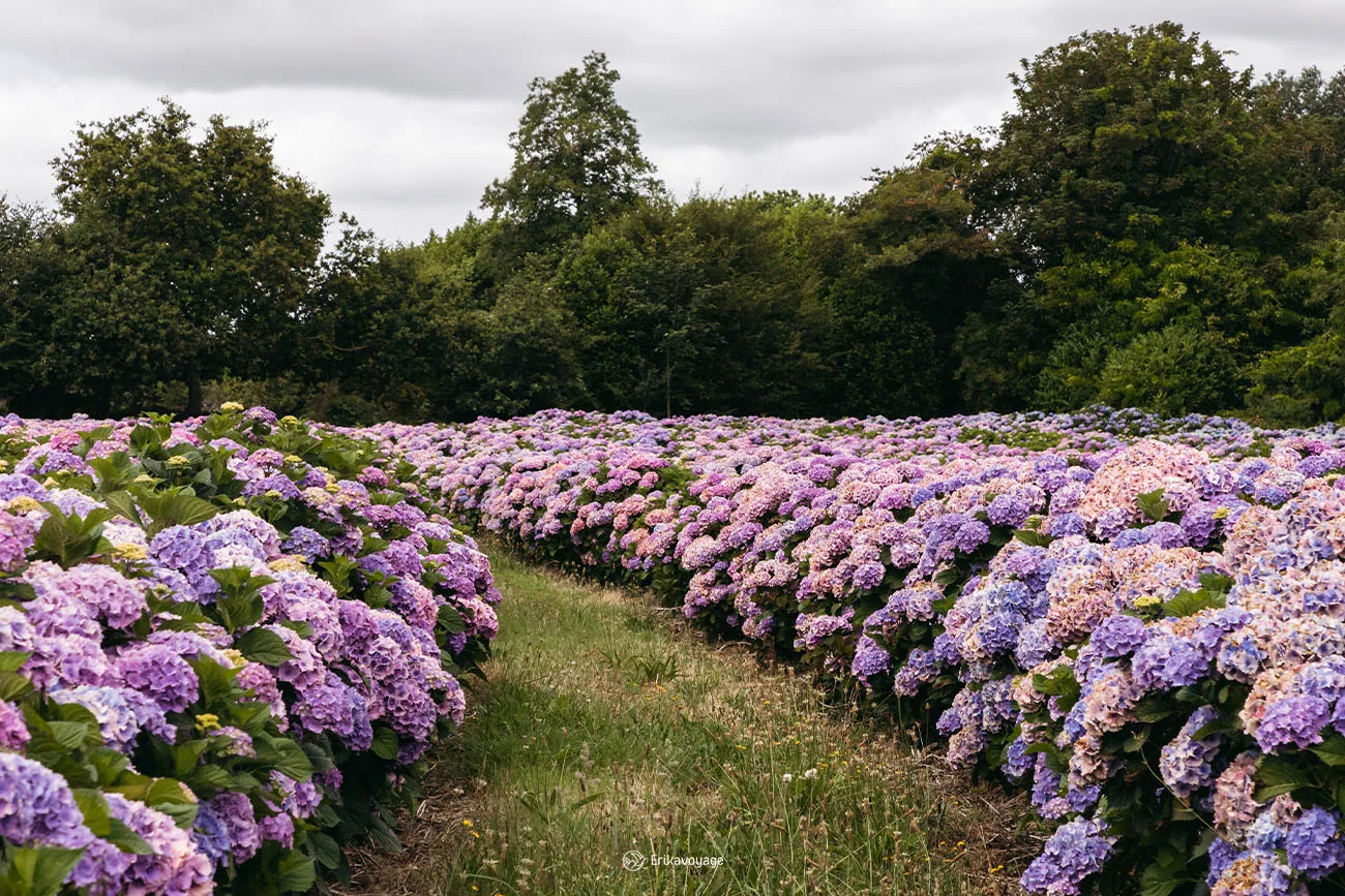 Champs d'hortensias route des falaises Paimpol