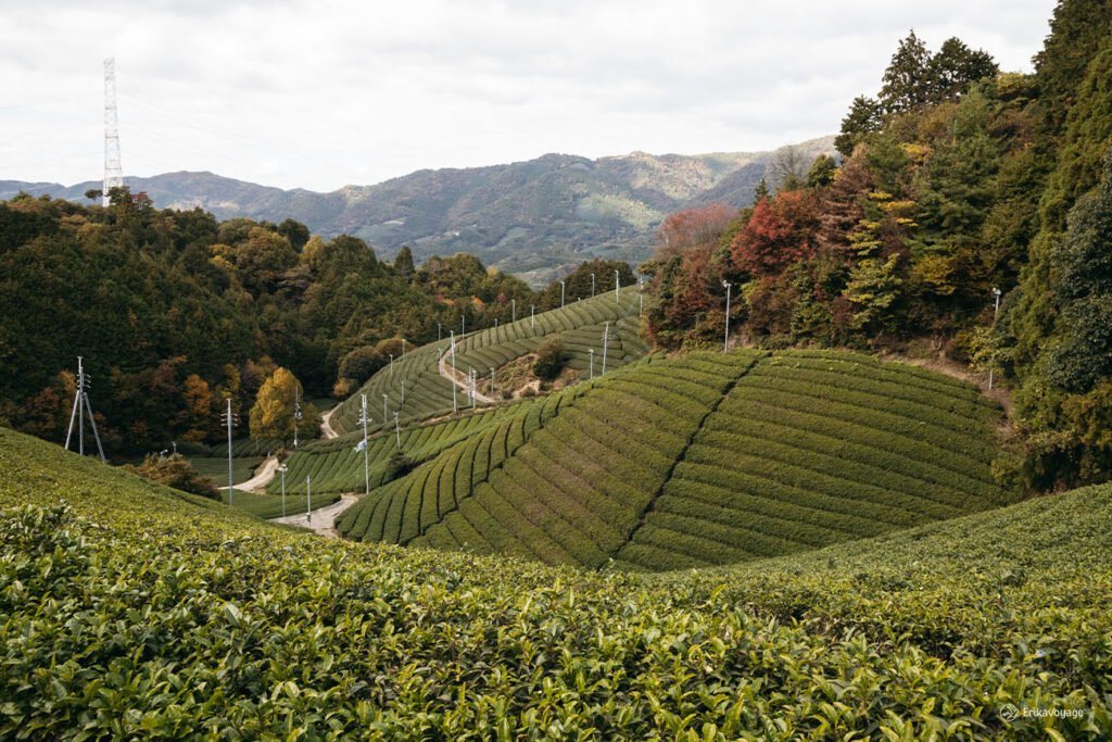 visite plantations de thé Wazuka près de Kyoto