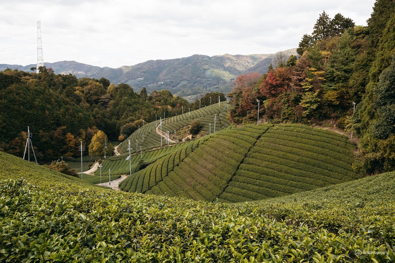 visite plantations de thé Wazuka près de Kyoto