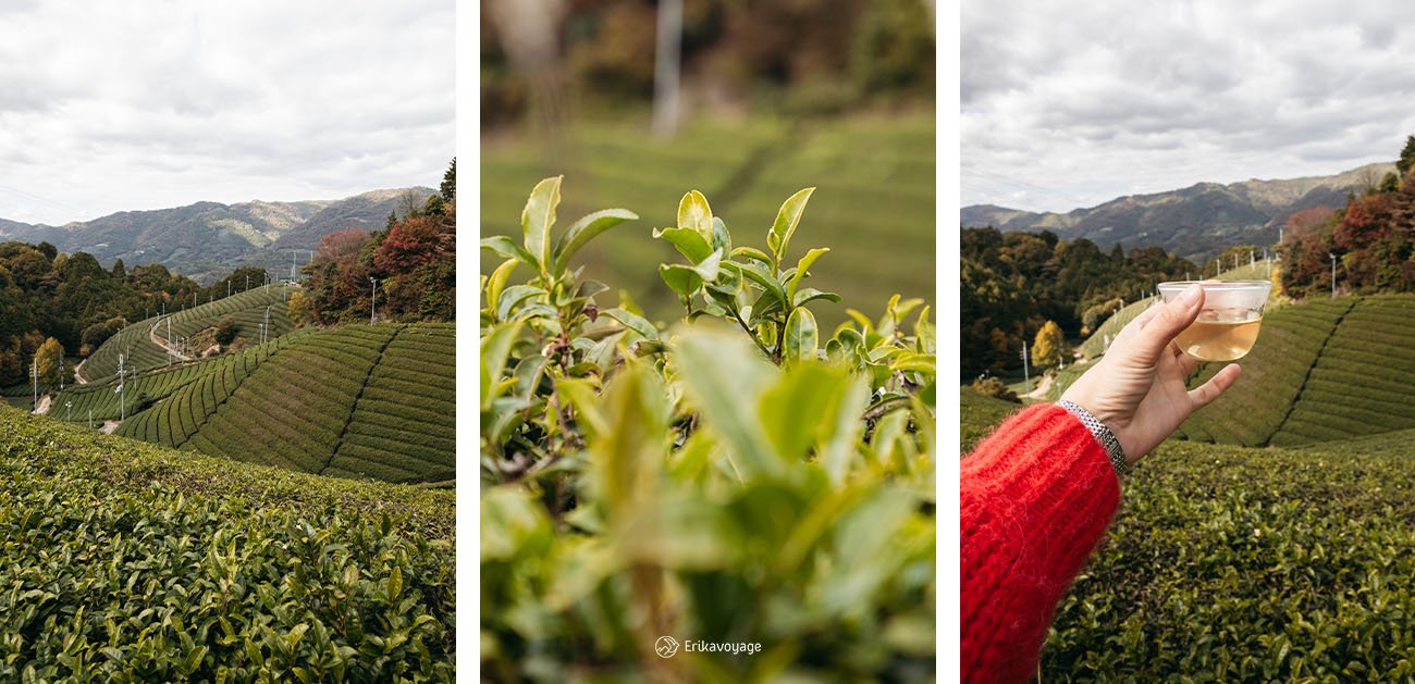 champs de thé wazuka obubu tea farms